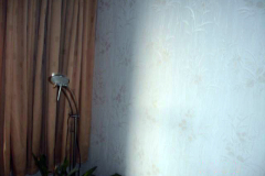 DSC08531